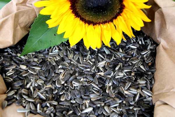 Futterbauer 20 kg Sonnenblumenkerne gestreift Ernte 2023 Vogelfutter Streufutter Wintervogelfutter