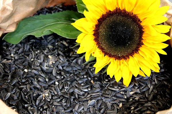 20 kg Sonnenblumenkerne schwarz Ernte 2022 Vogelfutter Ganzjahresvogelfutter