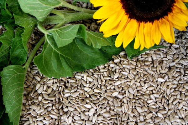 Futterbauer 10 kg Sonnenblumenkerne geschält Ernte 2023 Vogelfutter Streufutter
