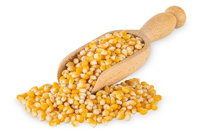 corn_220401-78847.png